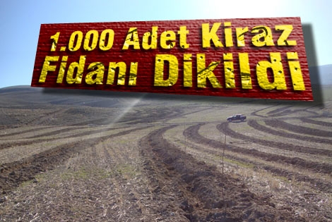 Ayrancı İlçesi Kıraman Köyüne 1.000 Adet Kiraz Fidanı Dikildi