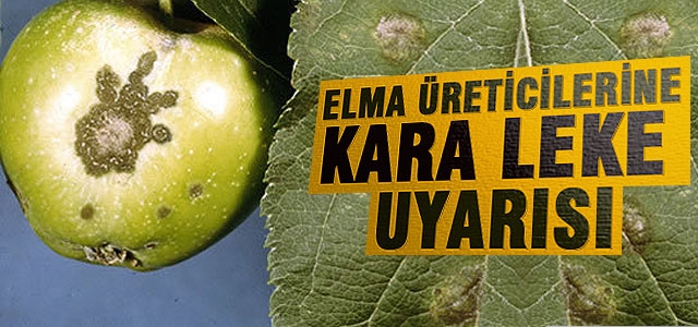 Karamanʹda Elma Üreticilerine Kara Leke Uyarısı