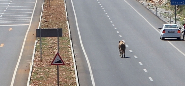 İpini Koparan Sarıkız Trafiği Felç Etti