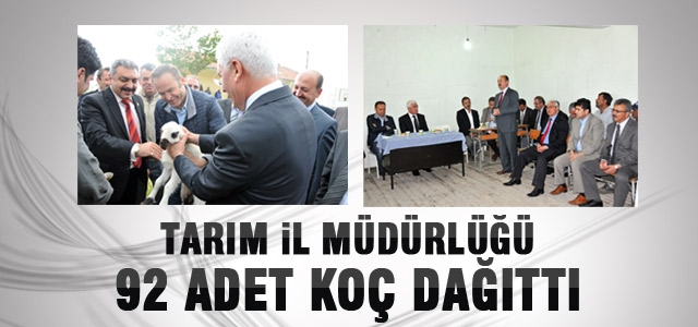 92 Adet Damızlık Koç Dağıtıldı