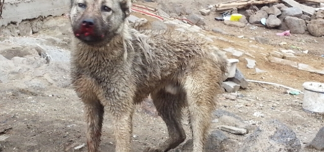 Köpeklere Maytaplı Saldırı