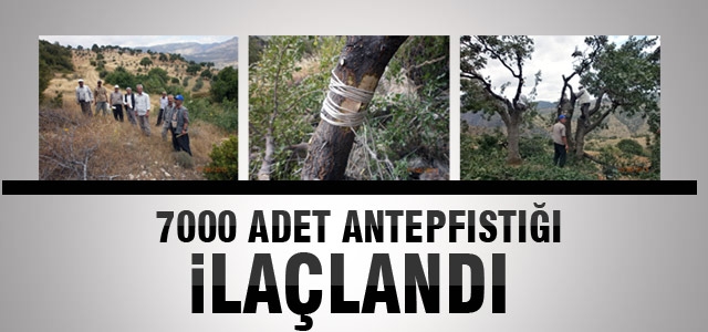 7000 Adet Antepfıstığı Aşılaması Yapıldı