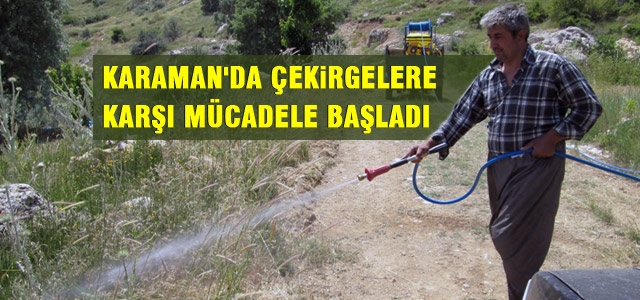 Karamanʹda çekirgelere karşı mücadele başlatıldı