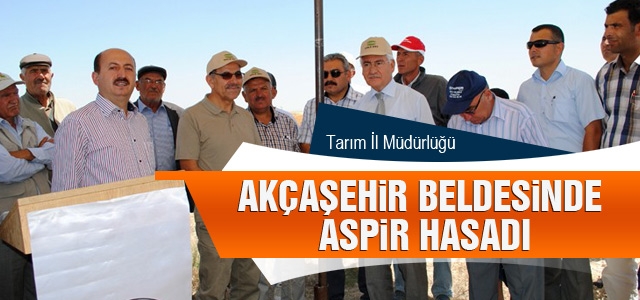 Akçaşehir Beldesinde Aspir Hasadı