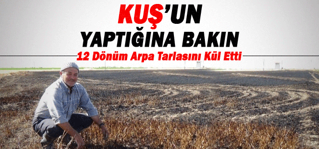 Kuş, 12 Dönüm Arpa Tarlasını Kül Etti