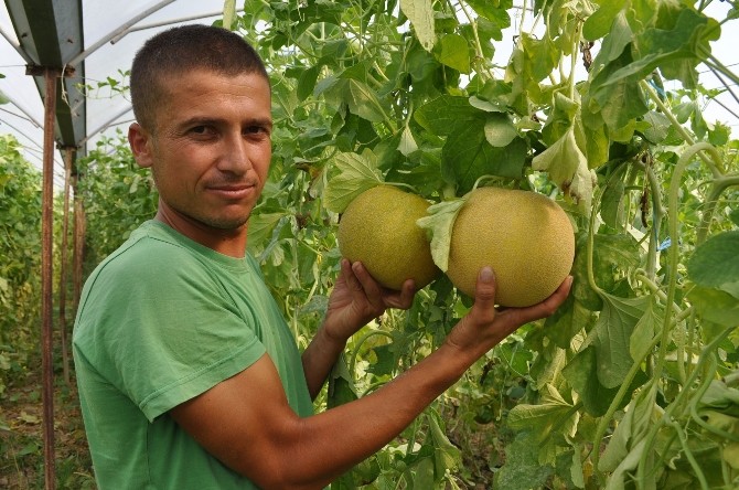 (Özel Haber) Karpuz Ve Kavun Tarlada Çürümeye Terk Edildi