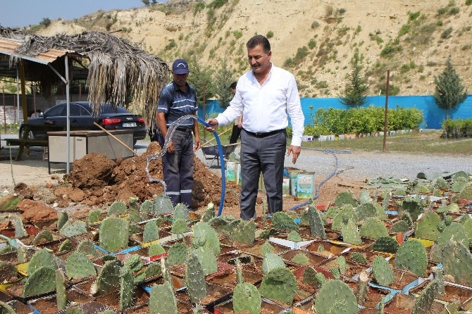 Toroslar’da Botanik Parkı İçin Dikenli İncir Yetiştiriliyor