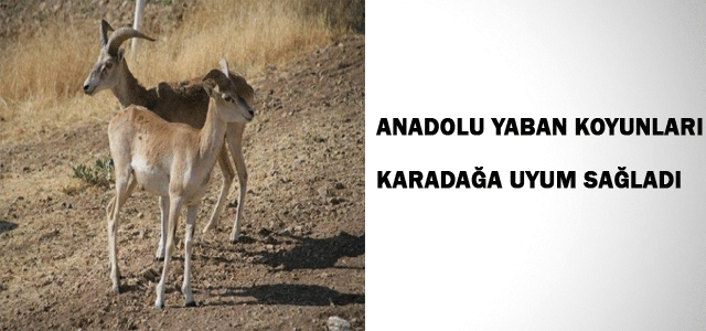 Anadolu Yaban Koyunları, Karadağʹa Uyum Sağladı