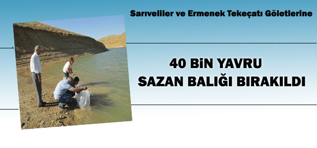 Sarıveliler ve Ermenek Tekeçatı Göletlerine 40 Bin Yavru Sazan Balığı Bırakıldı