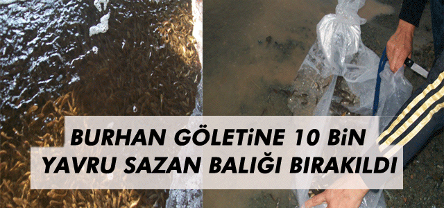 Burhan Göletine 10 Bin Yavru Sazan Balığı Bırakıldı