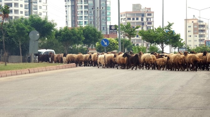 Mersin’de Kent İçinde Kümes Ve Ahırda Hayvan Besleyenlere Cezai İşlem