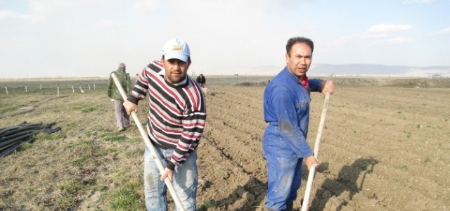 Karaman’da Şakayik Çiçeği Yetiştirilecek