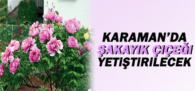 Karaman’da Şakayık Çiçeği Yetiştirilecek