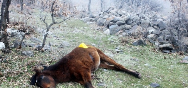 Yılkı Atlarını Tüfekle Öldüren Kişi Yakalandı