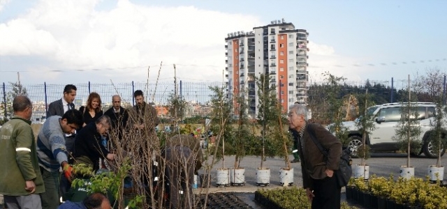 Muhteşem Sakuralar Yenişehir’i Süsleyecek