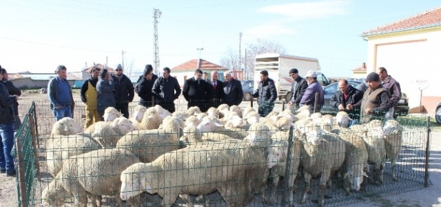 Karaman’da Damızlık Koç Dağıtımı