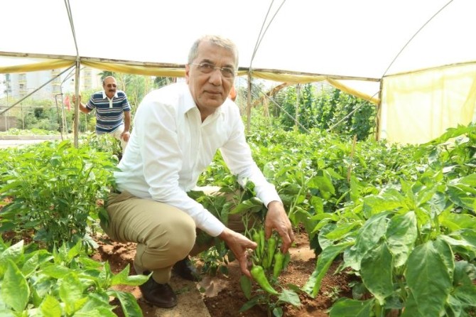 Mezitli Belediyesi Aşevi’ne Gönüllü Desteği