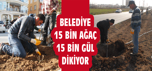 Belediye 15 Bin Ağaç 15 Bin Gül Dikiyor