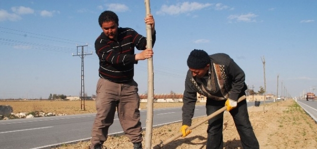 Belediye 15 Bin Fidan İle 15 Bin Gül Dikiyor