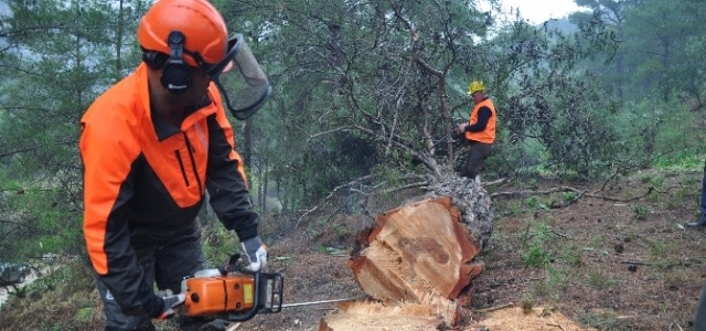 Ağaç Kesme Ve Boylama Operatörlüğü Eğitimi Tamamlandı