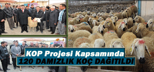 KOP Projesi Kapsamında 120 Damızlık Koç Dağıtıldı