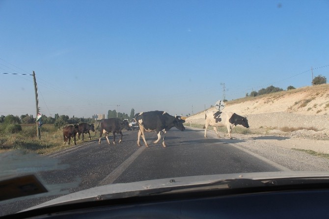 Karayoluna Çıkan İnek Sürüleri Yol Güvenliğini Tehlikeye Düşürüyor