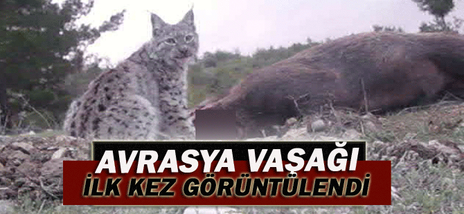 Karaman’da Avrasya Vaşağı İlk Kez Görüntülendi