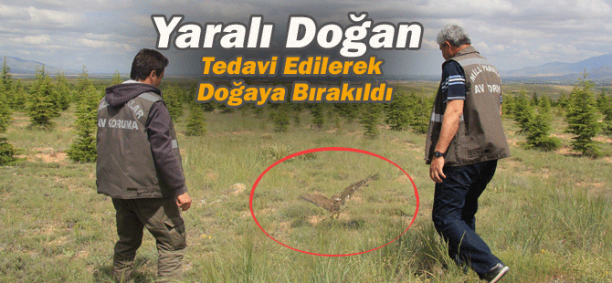 Yaralı Doğan Tedavi Edilerek Doğaya Bırakıldı