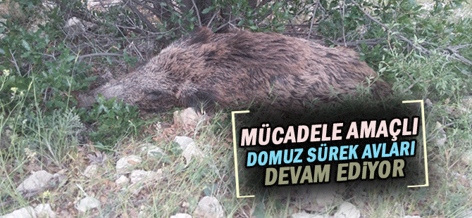 Mücadele Amaçlı Yaban Domuzu Sürek Avları  Düzenlenmeye Devam Ediyor