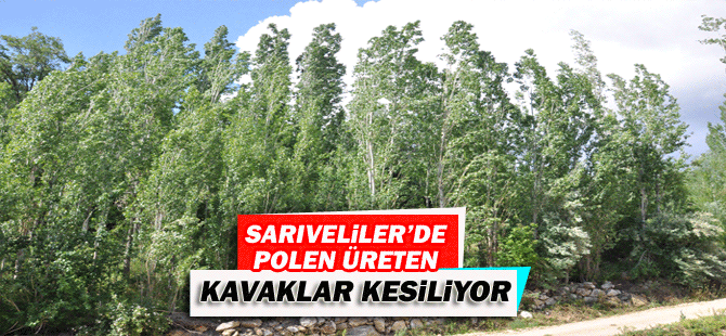 Sarıveliler’de Polen Üreten Kavaklar Kesiliyor