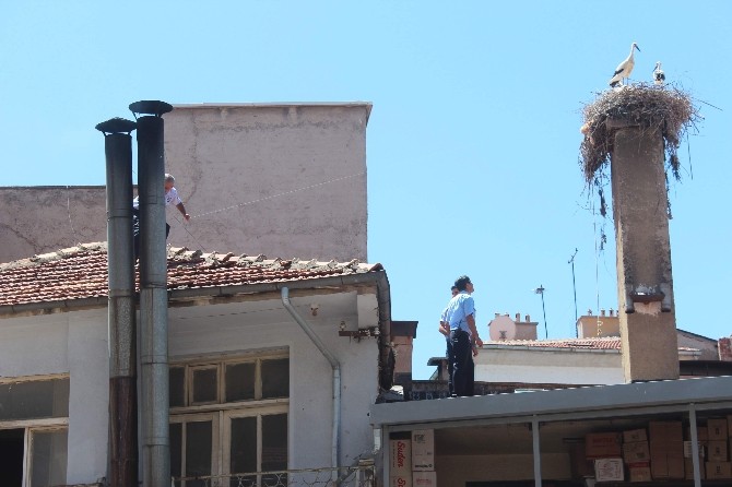 Beyşehir’de Yavru Leylek Kurtarma Operasyonu