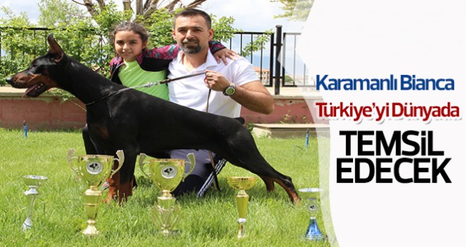 Bianca, Dünya Doberman Şampiyonasına hazırlanıyor