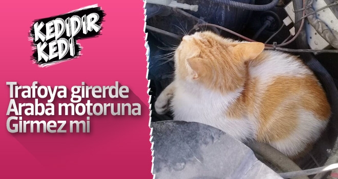 Ambulansın kaputuna giren kedi, Karaman'dan Konya'ya gidip geldi