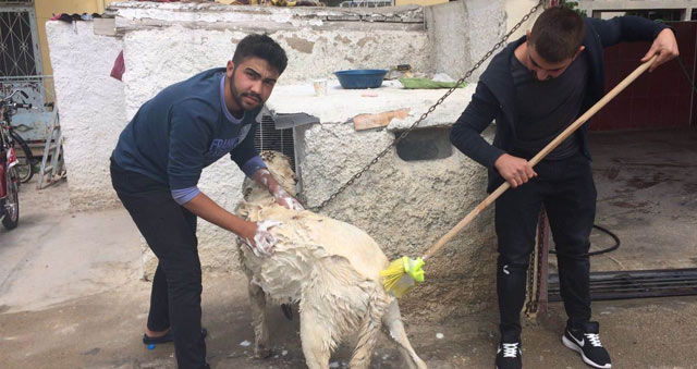 Aksaray Malaklısı cinsi çoban köpeğinin banyo keyfi