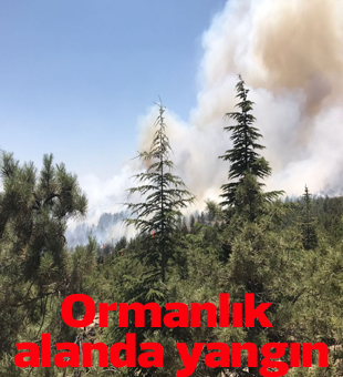 Konyada Ormanlık Alanda Yangın