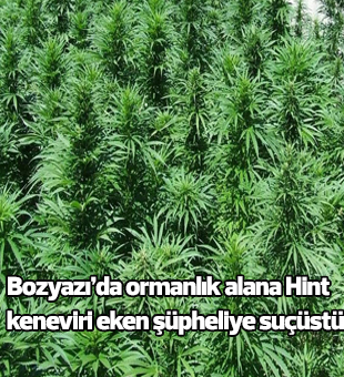 Bozyazıda Ormanlık Alana Hint Keneviri Eken Şüpheliye Suçüstü