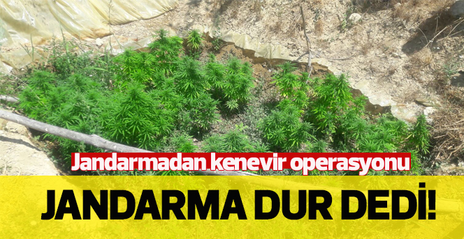 Karamanda Jandarmadan Kenevir Operasyonu