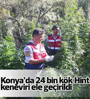 Konyada 24 Bin Kök Hint Keneviri Ele Geçirildi