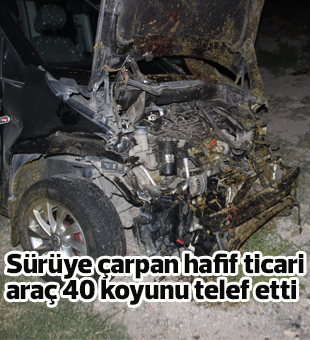 Sürüye Çarpan Hafif Ticari Araç 40 Koyunu Telef Etti