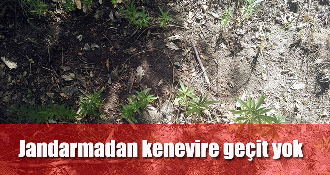 Karamanda Jandarmanın Kenevir Operasyonları Devam Ediyor