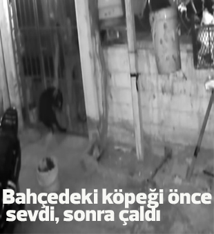 Bahçedeki Köpeği Önce Sevdi, Sonra Çaldı