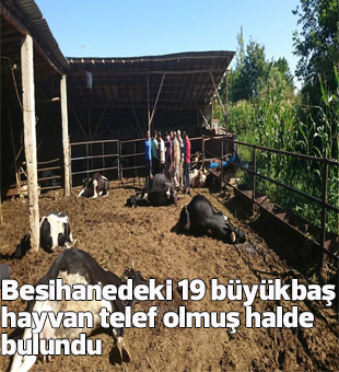 Konyada Besihanedeki 19 Büyükbaş Hayvan Telef Olmuş Halde Bulundu