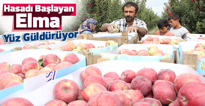 Karaman’da Hasadı Başlayan Elma Yüz Güldürüyor