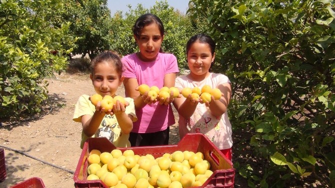 Silifke’de Açıkta Kayısı Hasadı Başladı