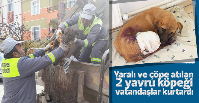 Yavru köpekler ölmekten son anda kurtarıldı