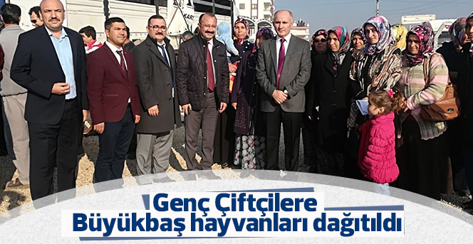 Genç Çiftçilere Büyükbaş Hayvanlar dağıtılıyor