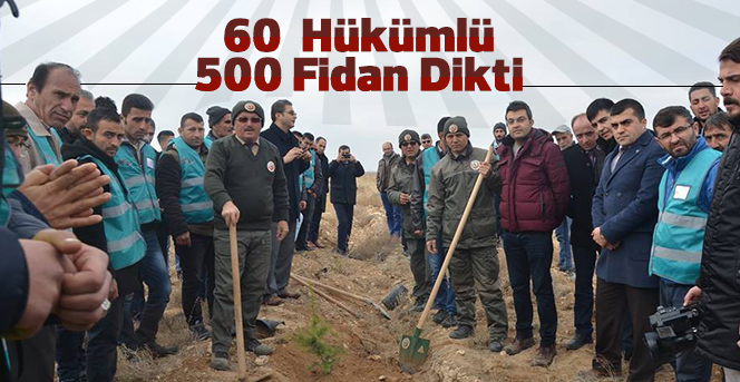 Hükümlüler fidan dikti