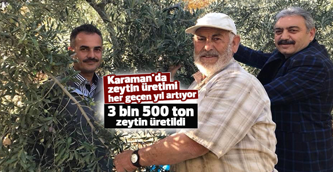 Karaman'da zeytin üretimi her geçen yıl artıyor