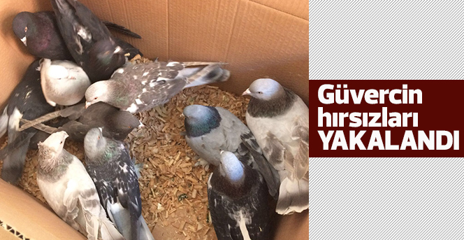 Güvercin Hırsızları Yakalandı