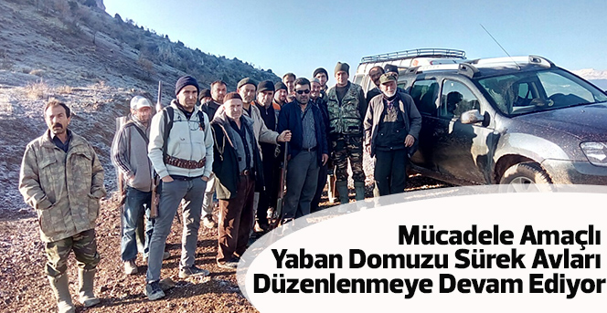 Yaban Domuzu Sürek Avları  Düzenlenmeye Devam Ediyor